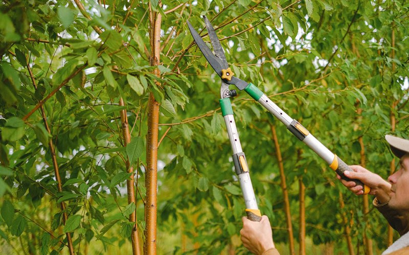 Tree trimming in Alliance, OH